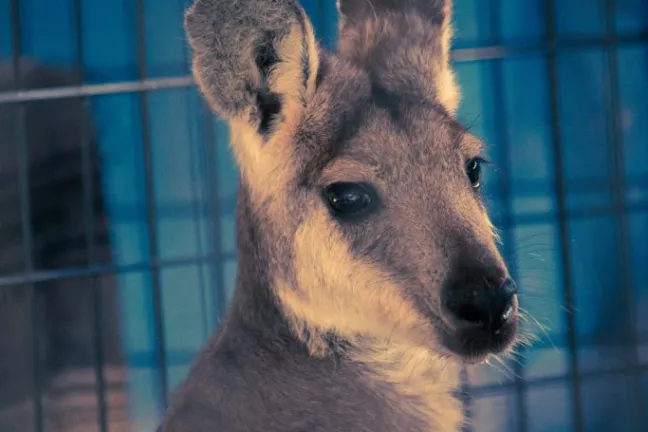 Close-up of a kangaroo's face with a blue fence in the background.