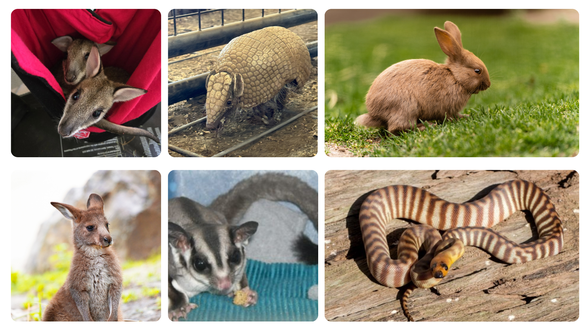 Collage of six animals: wallaby, armadillo, rabbit, kangaroo, sugar glider, and banded snake.