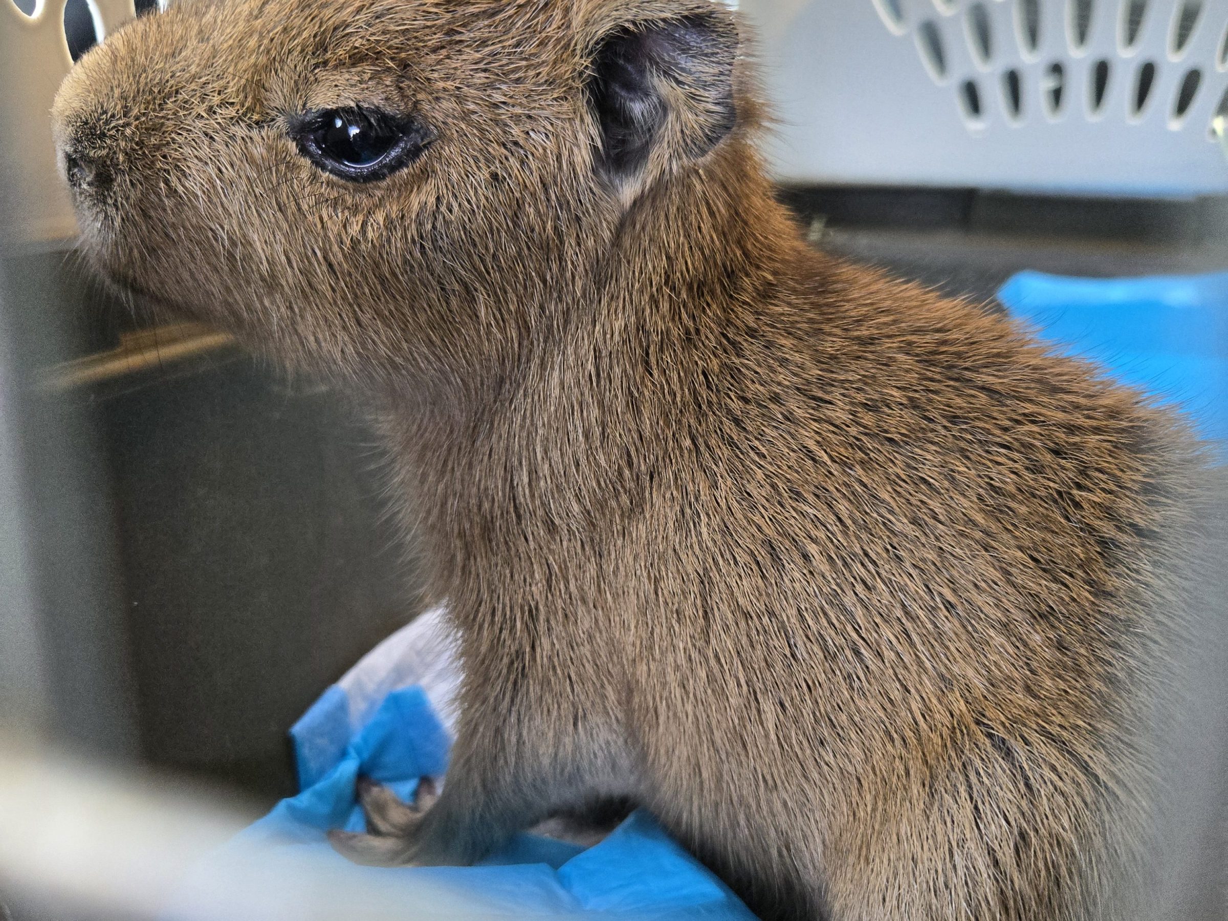 Small brown rodent in a carrier with blue padding.