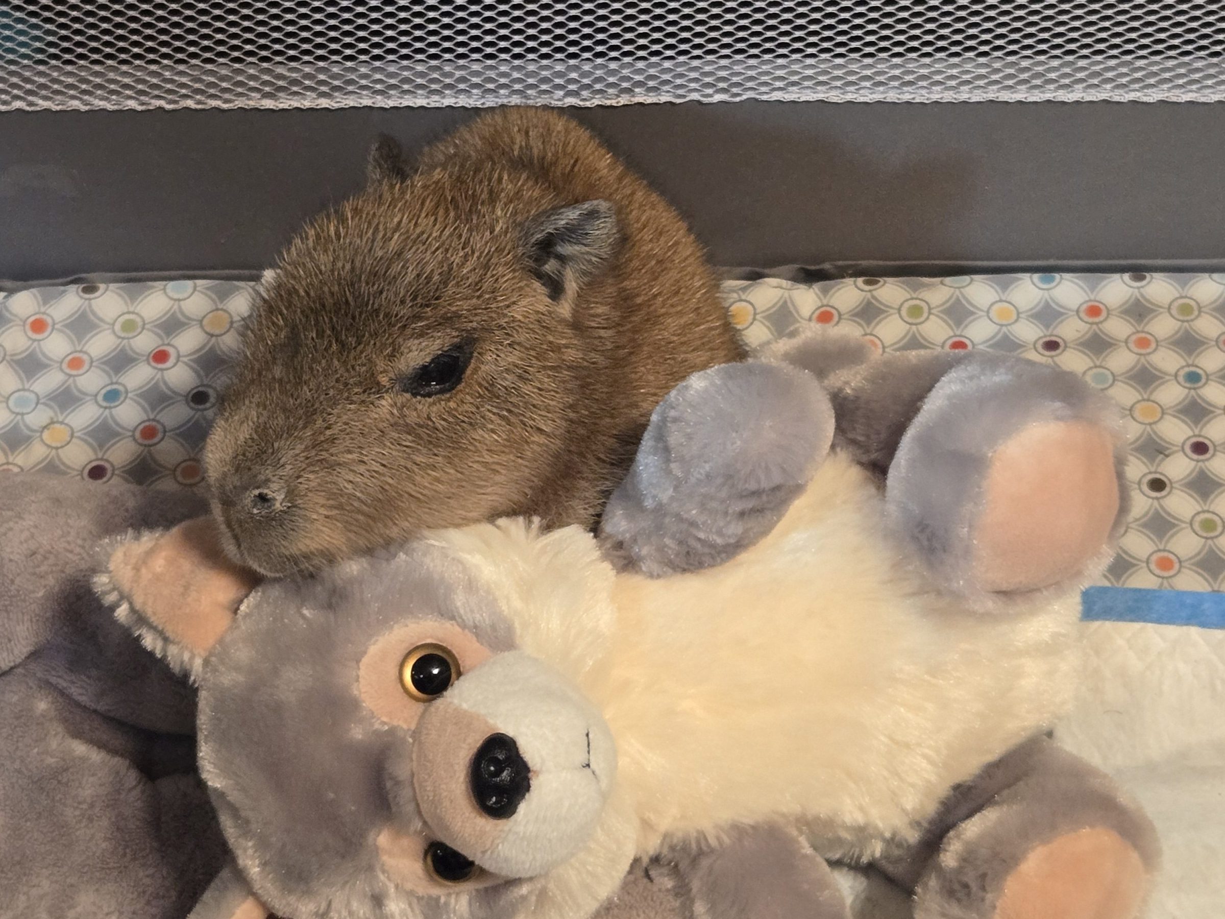 Capybara resting with a plush toy on a patterned blanket.
